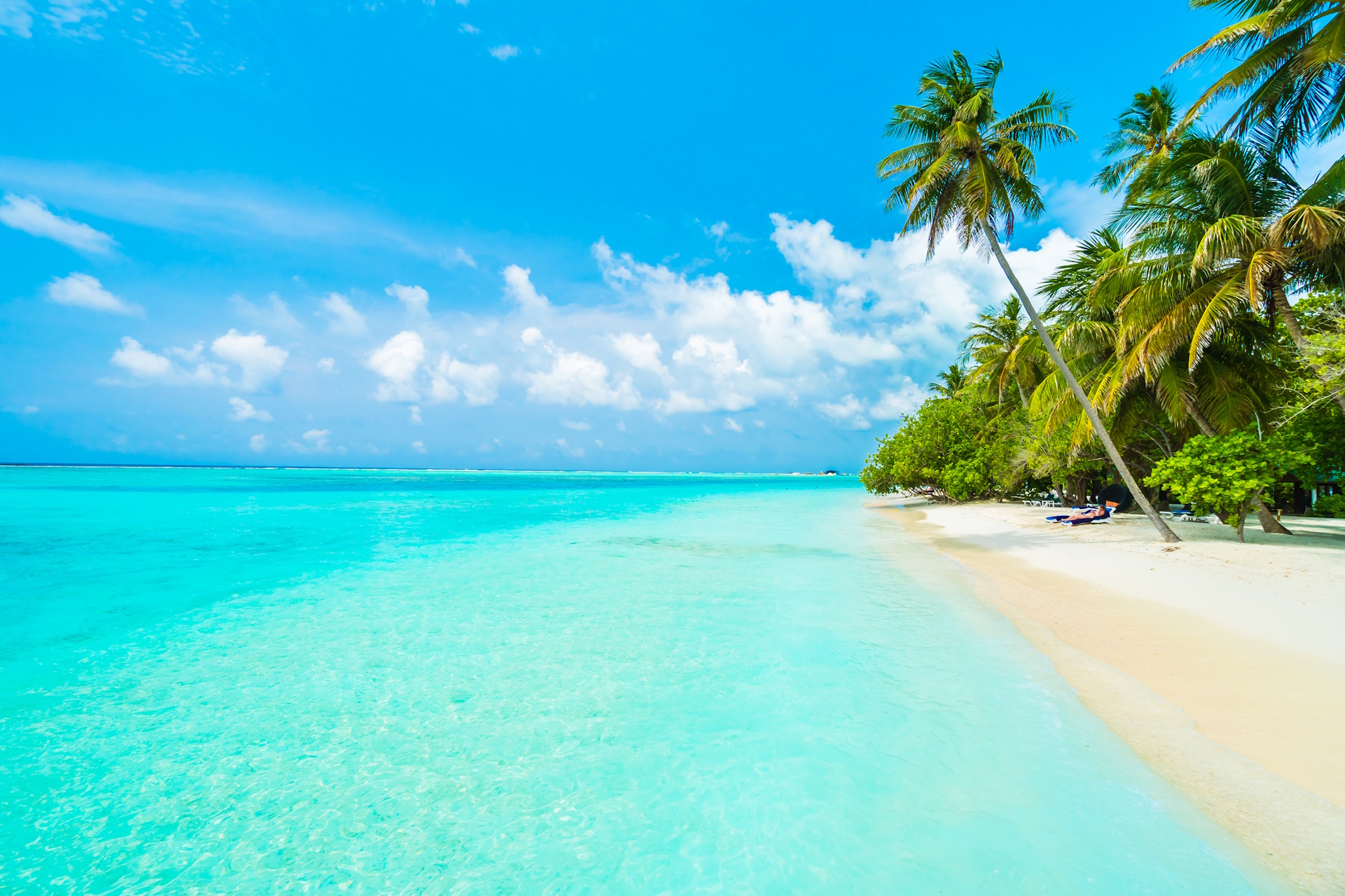 Palms and sunbeds on a Caribbean beach