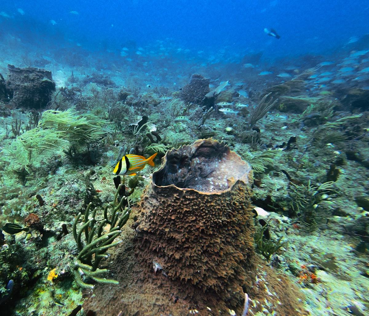 A colourful coral reef with tropical fish