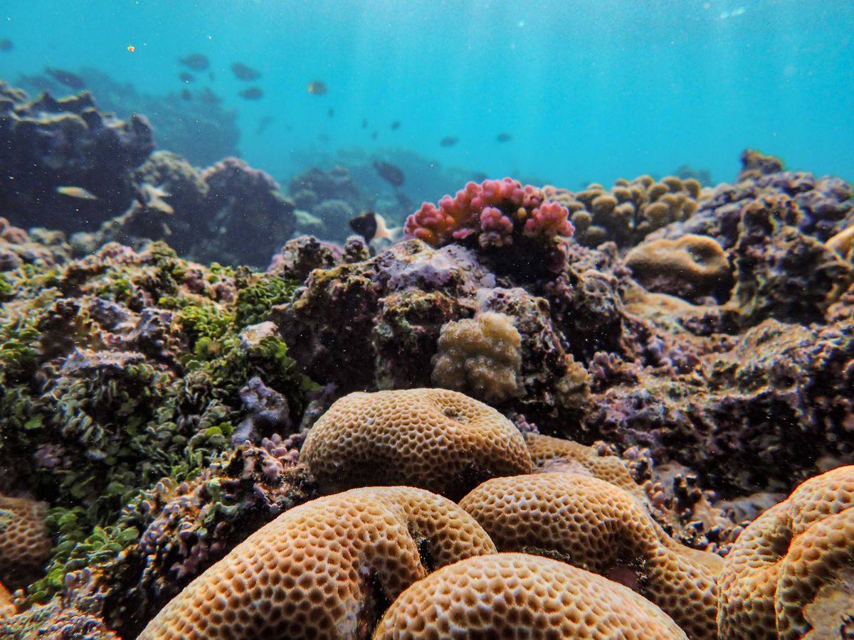 A colourful coral reef with tropical marine life