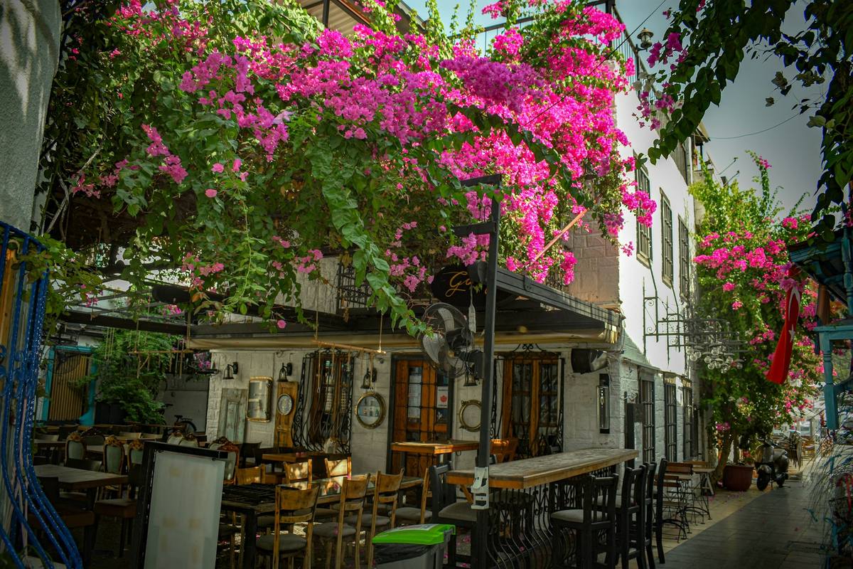 Street cafe under bougainvillea in the old town