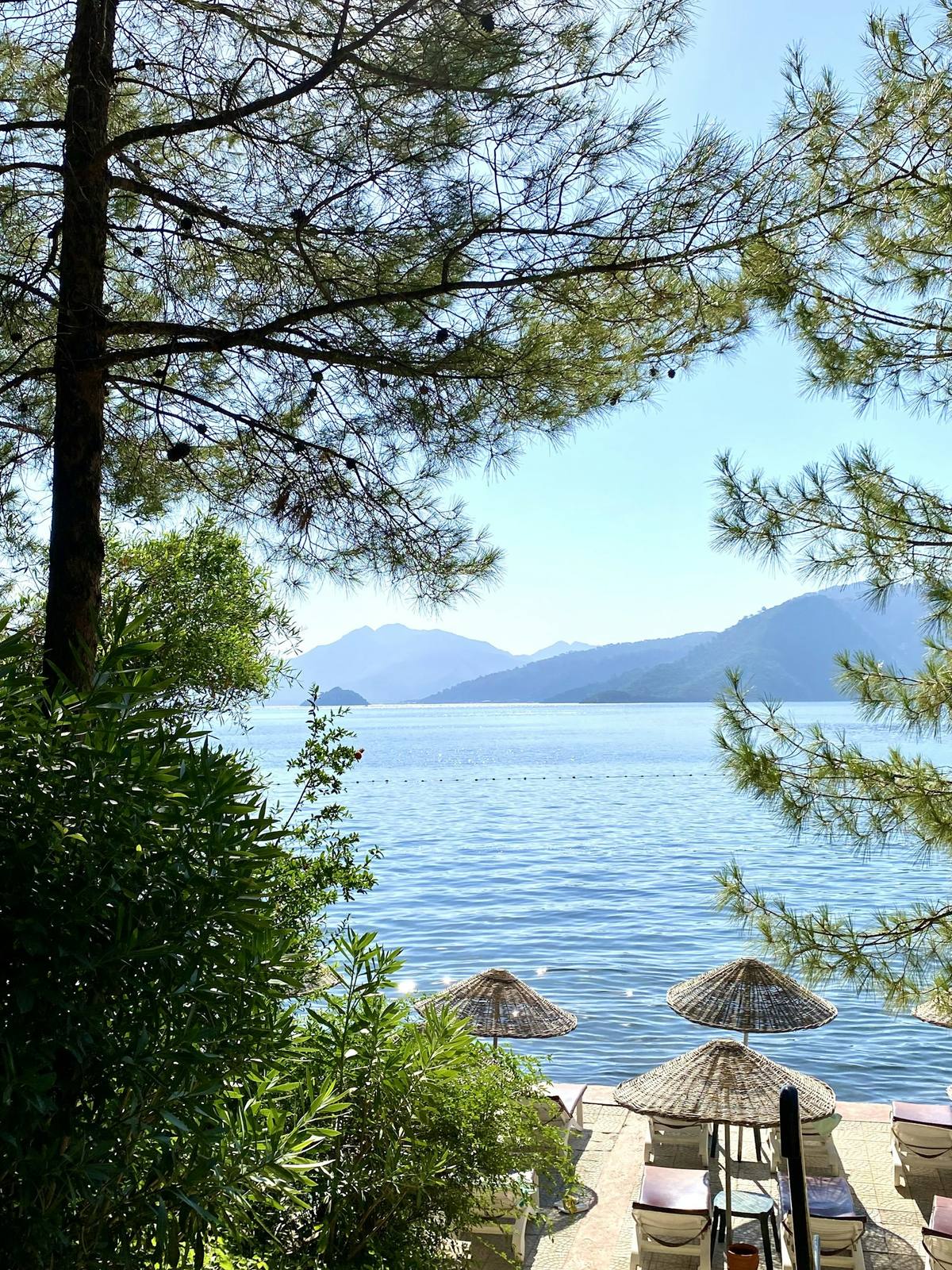 Beach loungers and umbrellas shaded by pine trees