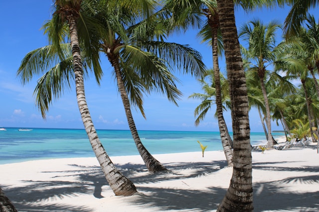 to Punta Cana